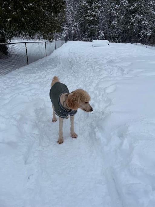 Private Cottage With Huge Private Dog Park! Barrys Bay Exterior foto